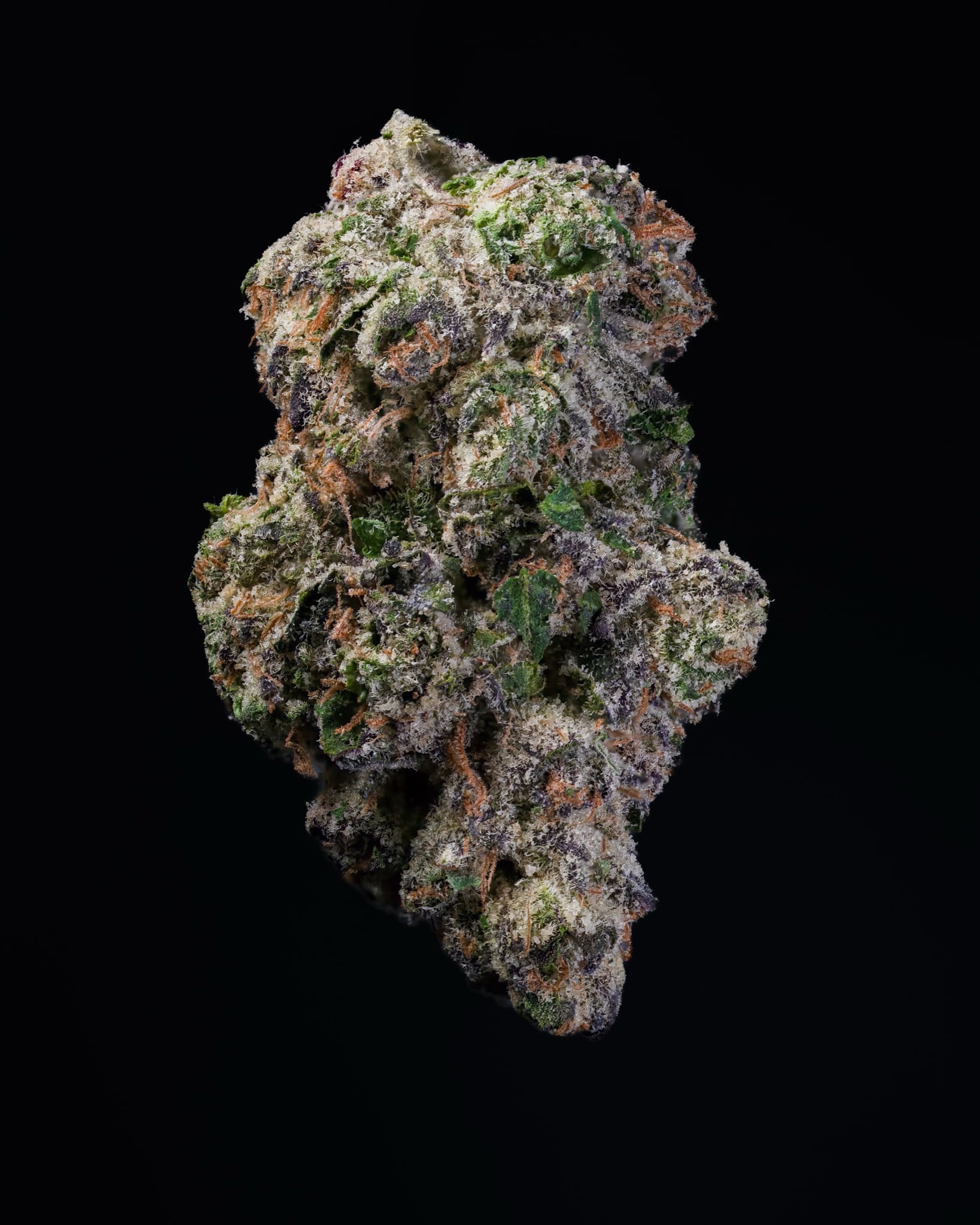 Big Moose Premium Indoor THCp Flower - Gelato #41 thumbnail 3