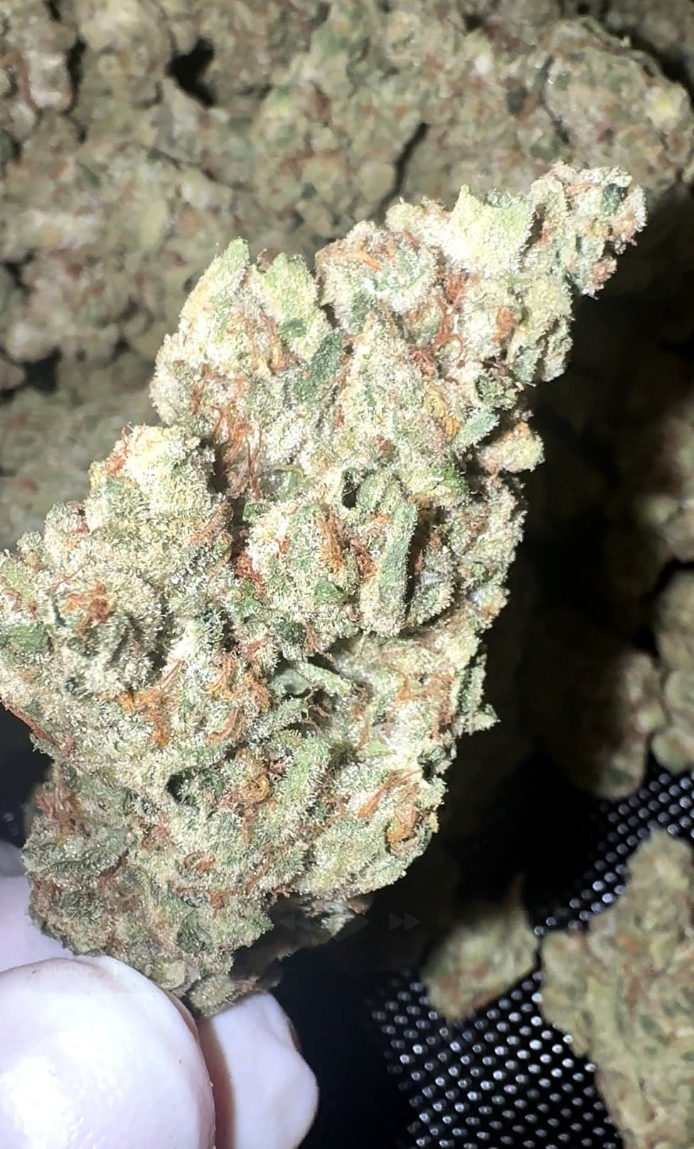 Big Moose Premium Indoor THCp Flower - Tropical Cookies thumbnail 2
