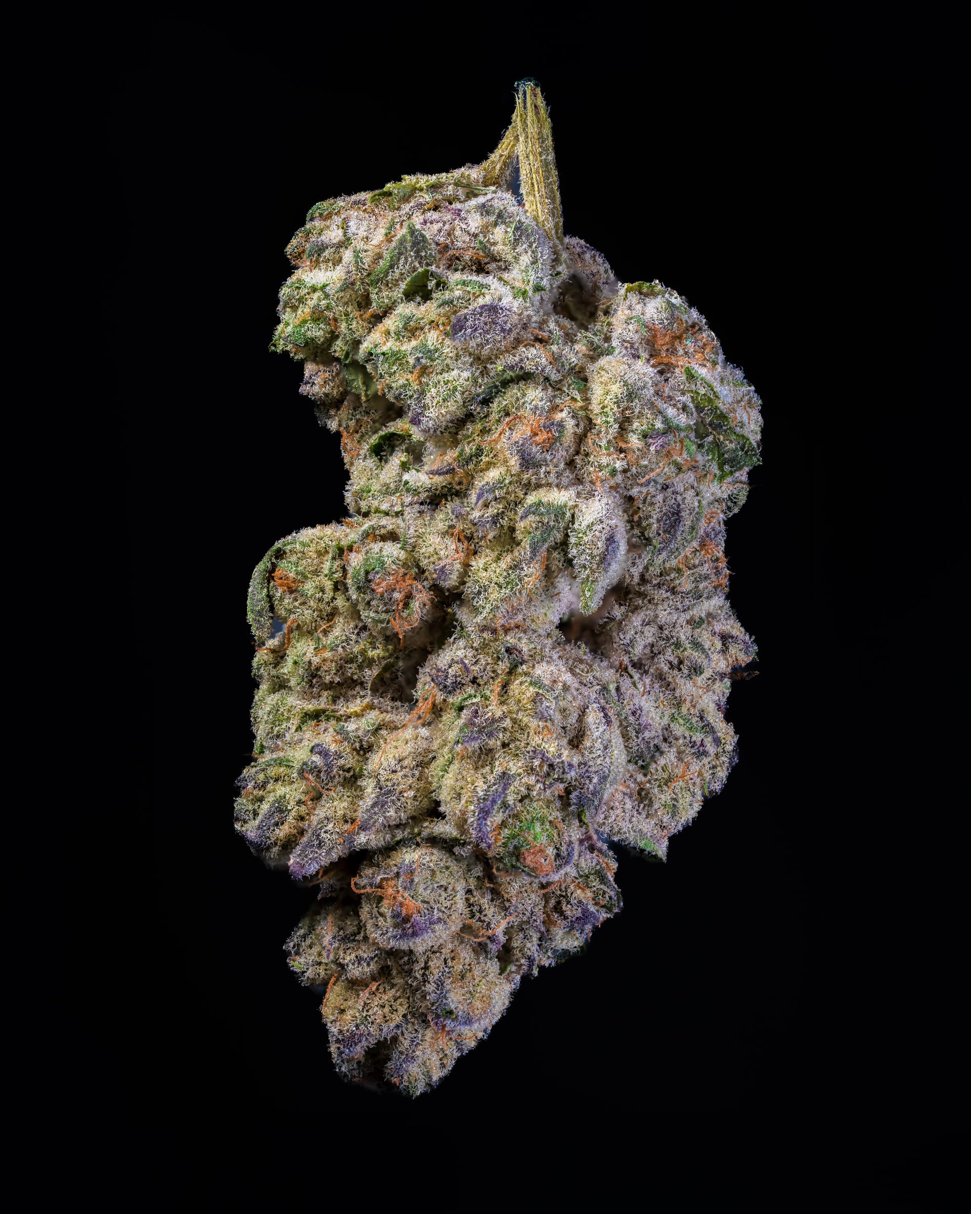 Big Moose Highly Favored — THCa — Purple Pop Rocks thumbnail 2