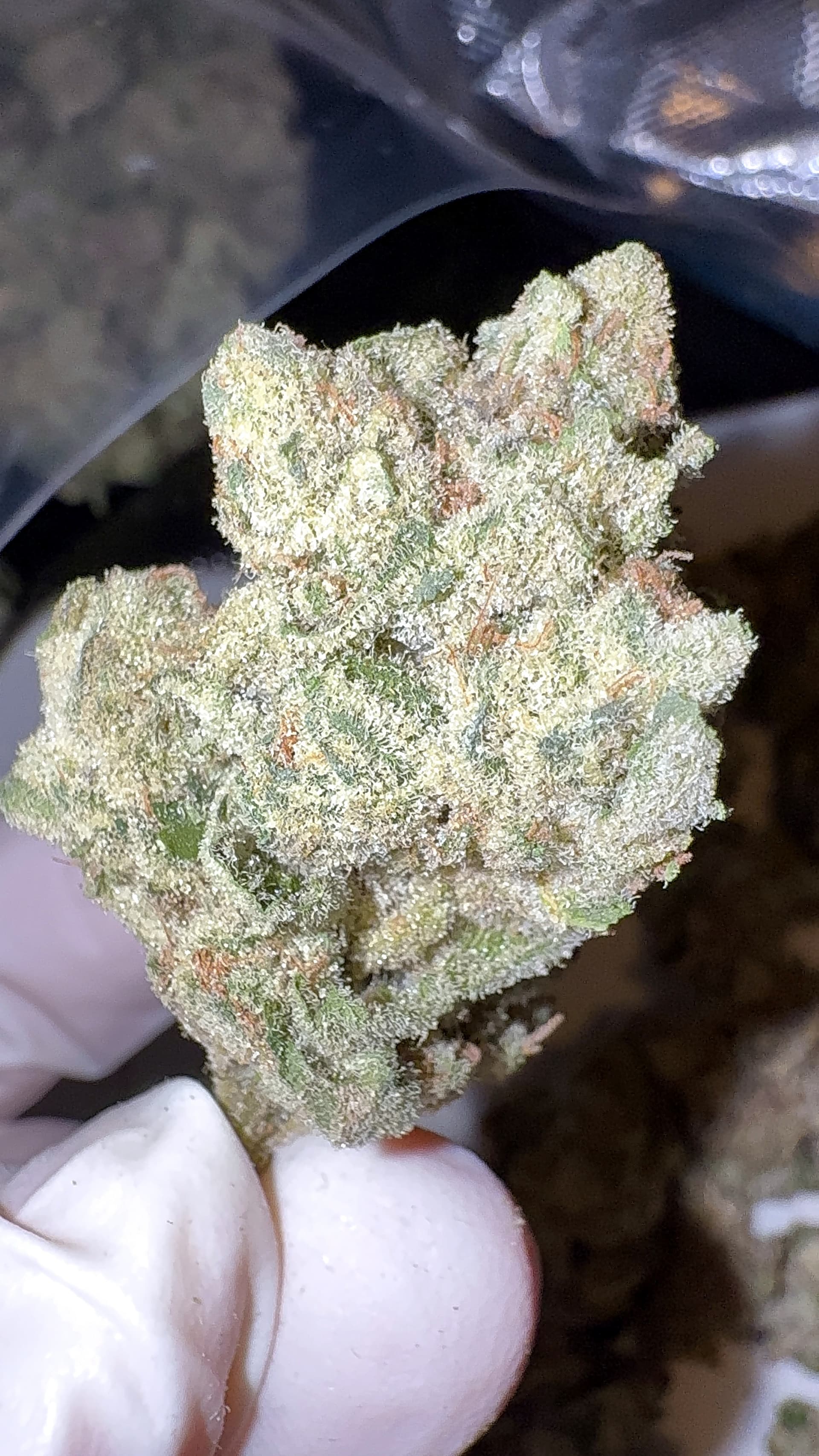 Big Moose Premium Indoor THCp Flower - Gelato #41