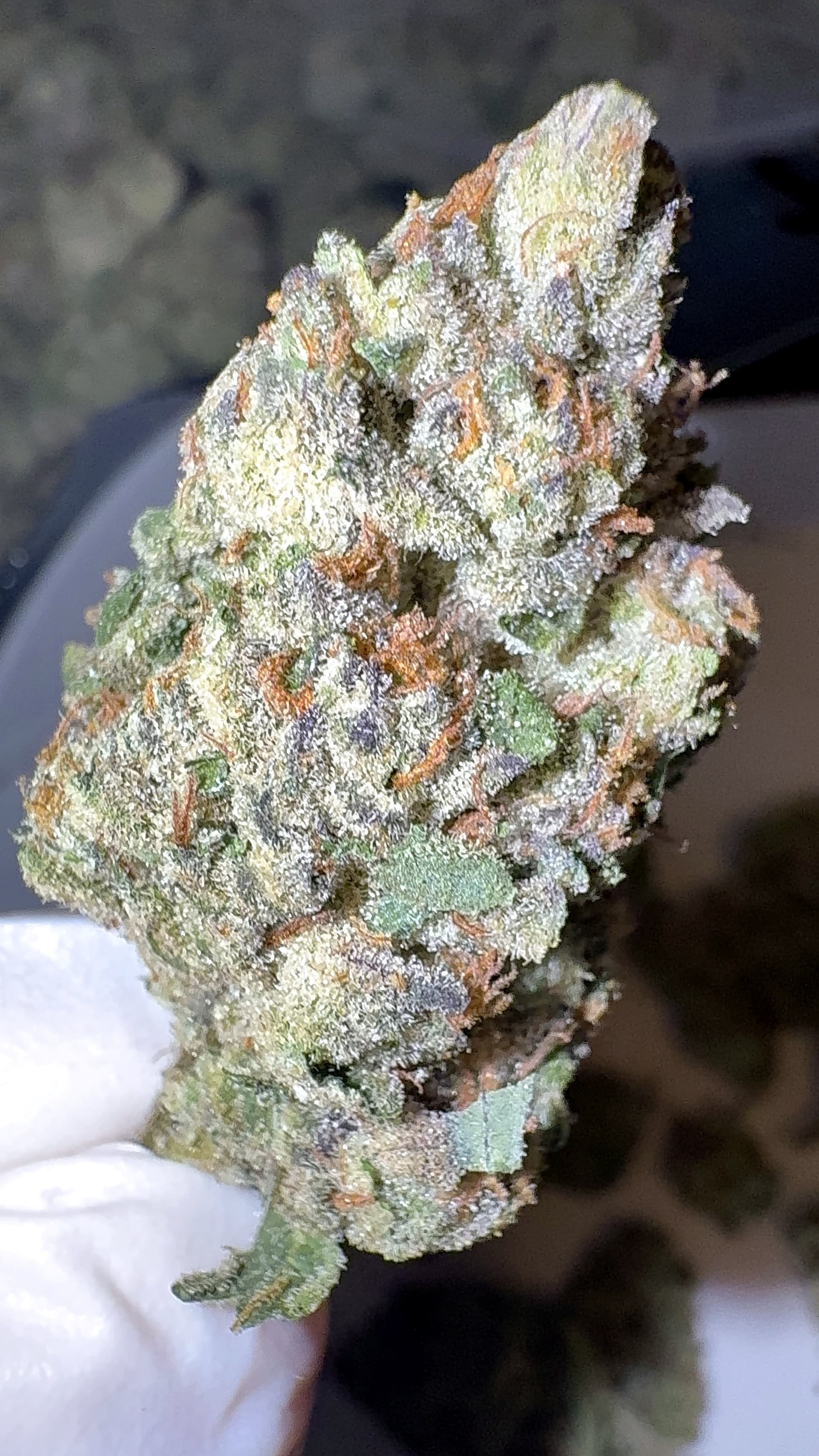 Big Moose Premium Indoor THCp Flower - Purple Kush